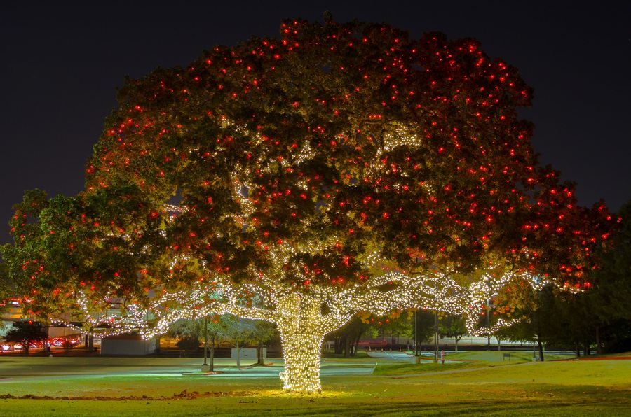 Large oak tree with red C9 Christmas lights in canopy and warm white lights wrapped around trunk and branches at night