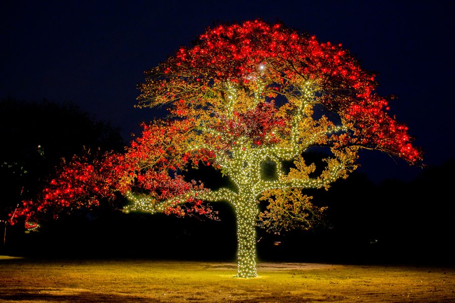 Oak trees with red holiday lights in canopy and warm white wrapped trunks glowing against night sky